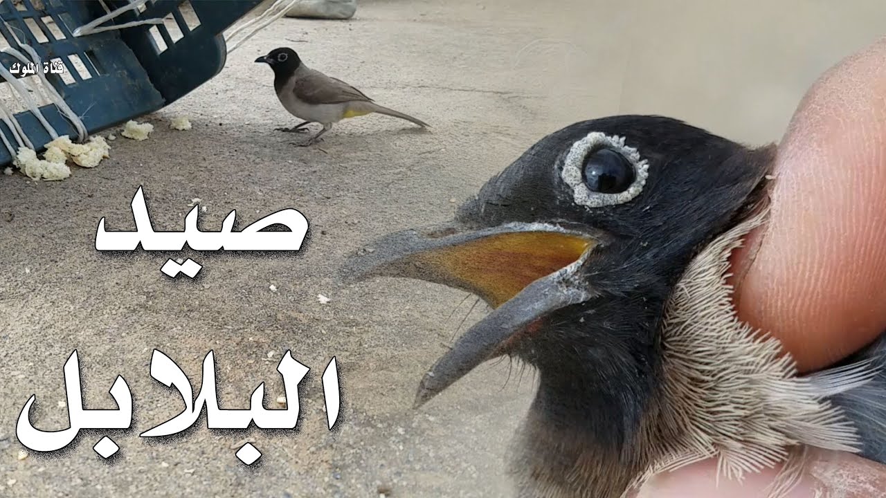 اسهل طريقة لصيد البلابل و بأدوات بسيطة جداً - لن تصدق ما سوف تراه