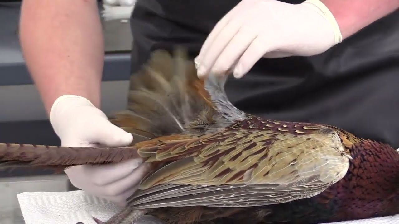 Flying Pheasant Taxidermy Mounting Course #1  Intro and Evaluation Step by step complete process