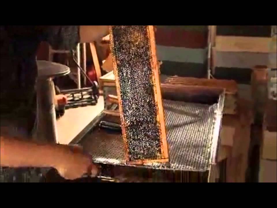 Natural Beekeeping: Ross Conrad on Bee Health