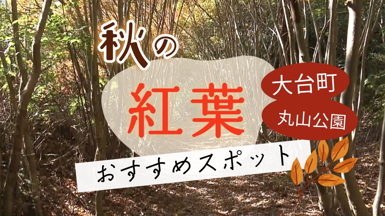 「トトロの森」と呼ばれるドウダンツツジのトンネル　赤く染まり始め幻想的