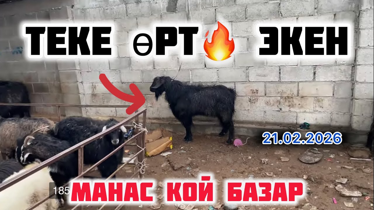 Манас: Кой базар