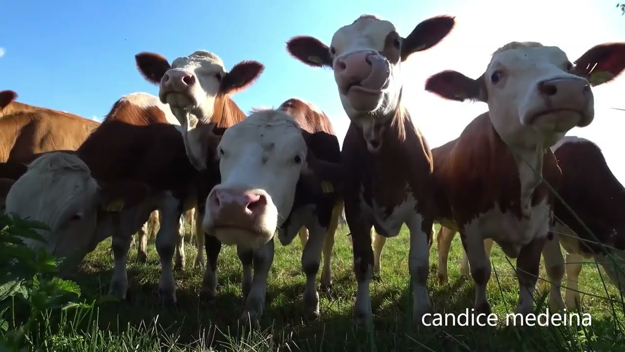 Vache qui Meugle 🐄 Le Cri de la Vache 🐄