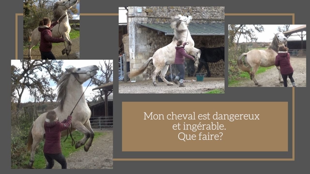 Mon cheval est dangereux et ingérable. Que faire?