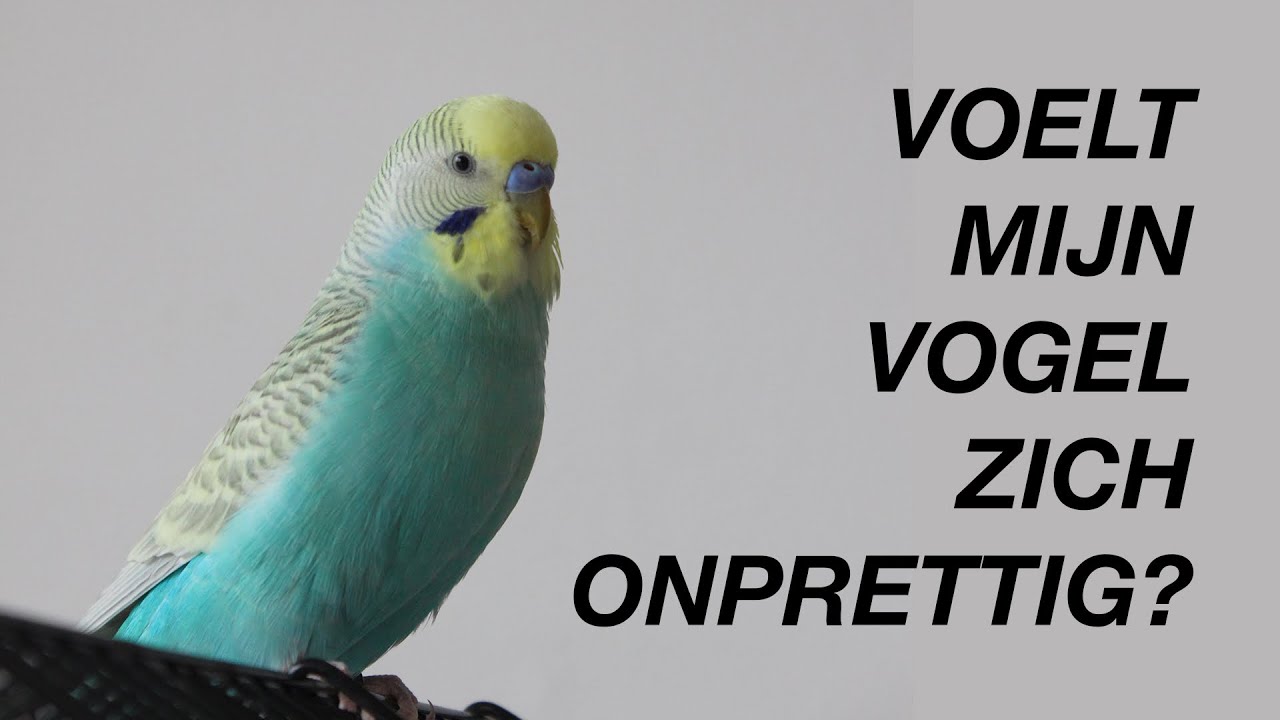 Tekenen Dat Een Vogel Zich Oncomfortabel Voelt