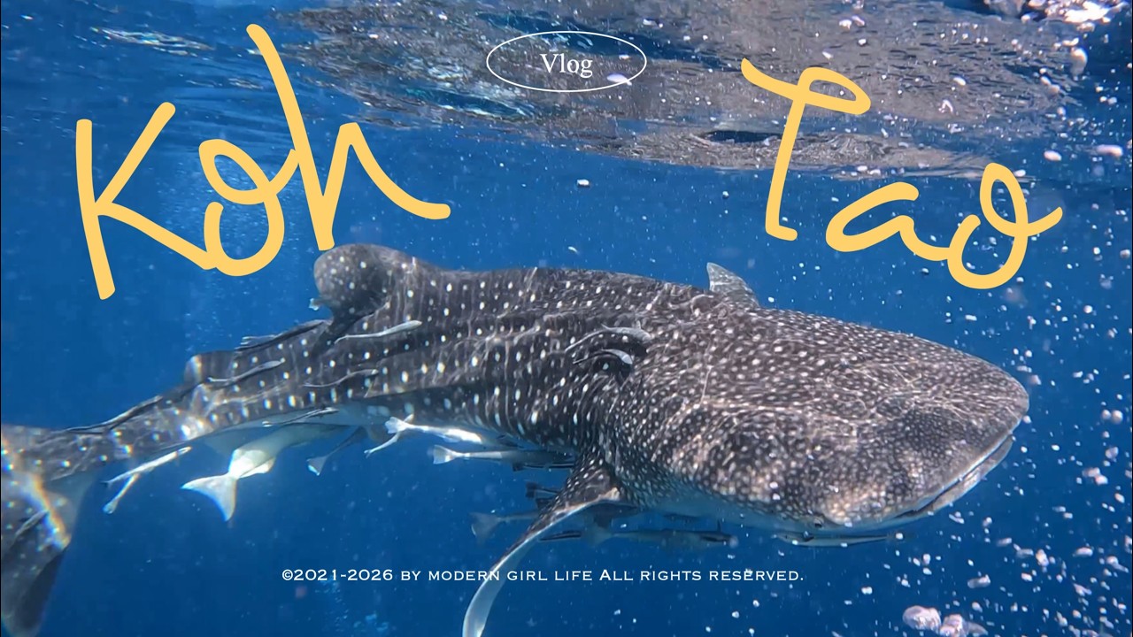 🇹🇭Koh Tao Miracle : Encountering a Whale Shark 🦈 Honeymoon vibes at Koh Tao Cabana Resort 🏝️
