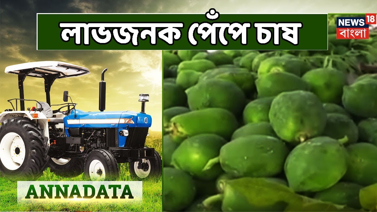Nadia জেলার-র প্রগতিশীল চাষী Narayan Chandra Das  কিভাবে পেঁপে  চাষ করেন?। অন্নদাতা