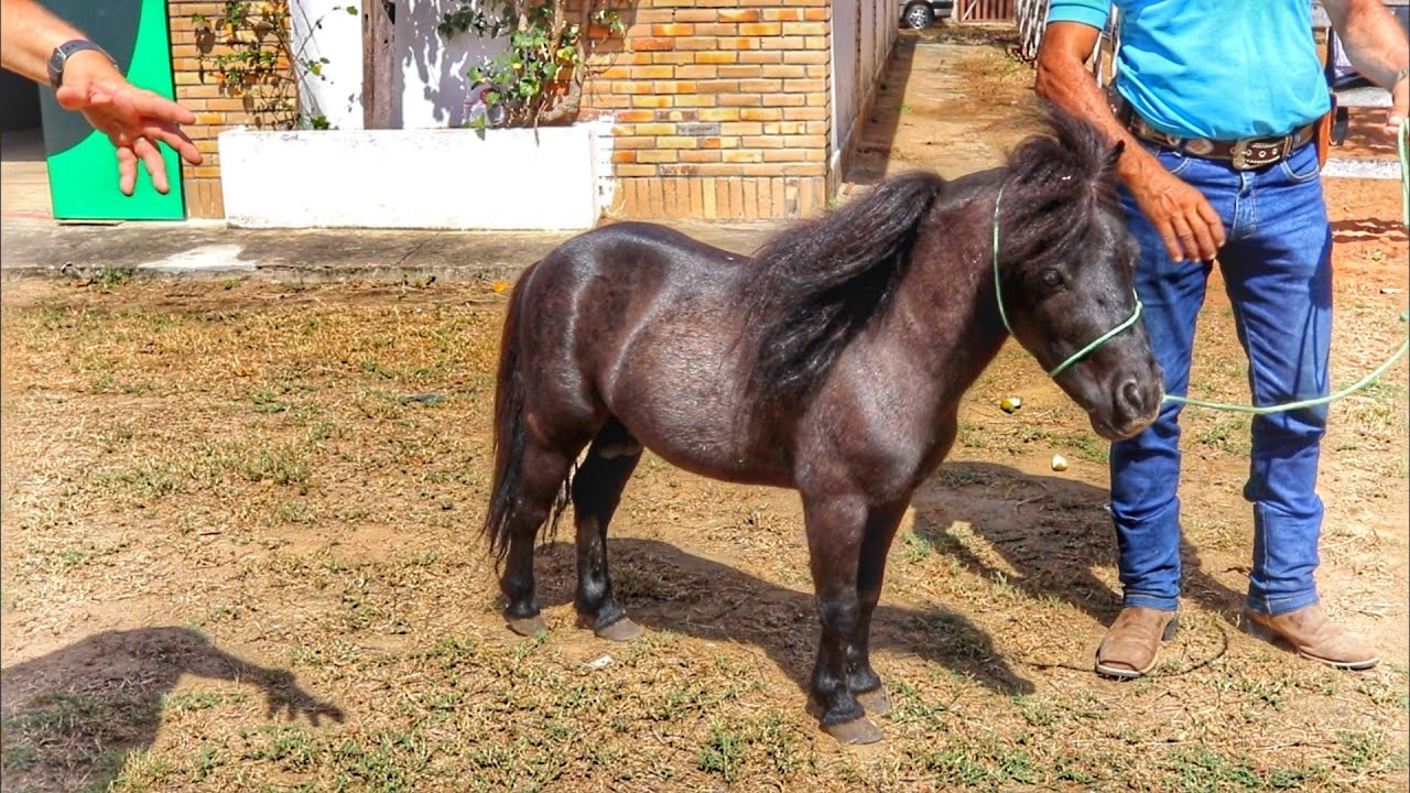 🐎💲 CAVALO PÔNEI A VENDA NA EXPOSIÇÃO DE ANIMAIS EM PARNAMIRIM RN!!