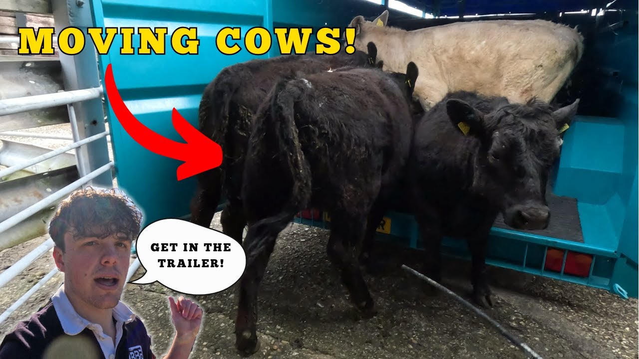 COWS WOULDN'T GET IN THE TRAILER!