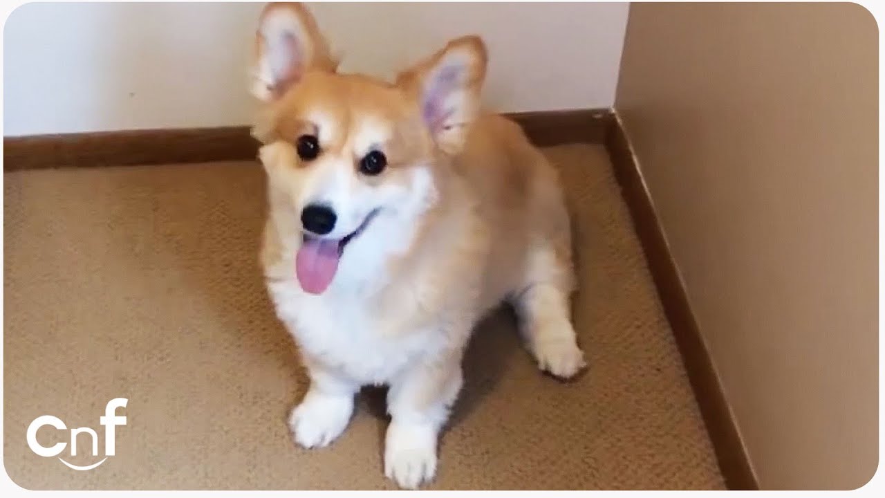Corgi Plays Hide and Seek | Funny Animal Games