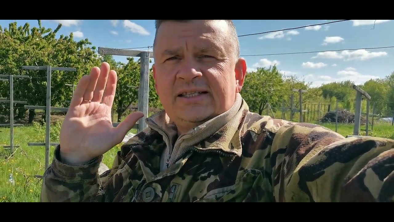 Виноградник під Полтавою. Що вижило після заморозка.
