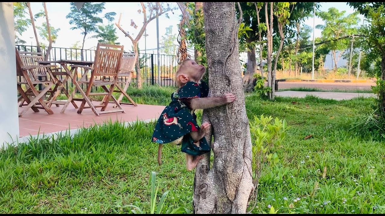 Jasmine tried to find fruit on the tree look like a Biq mnkey