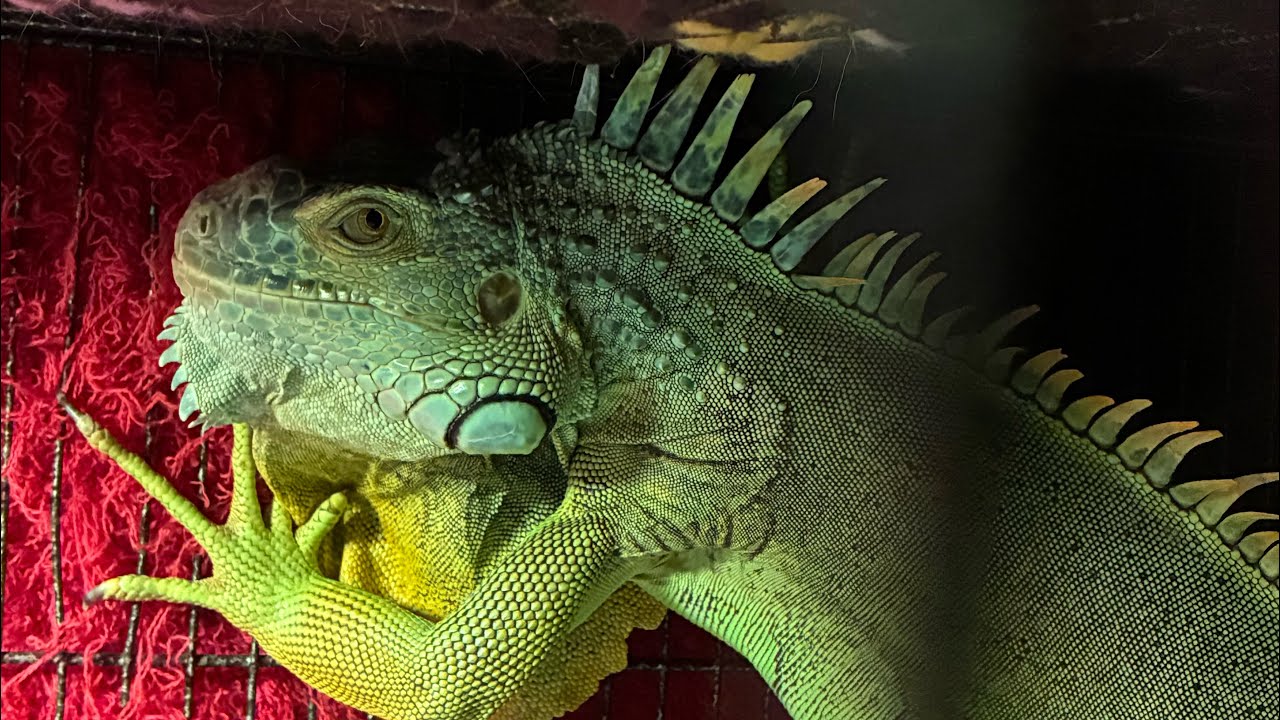 “Daily vlog 24”!#love #reptiles #pets #nature #2026 #lizard #cuteanimal #cute 