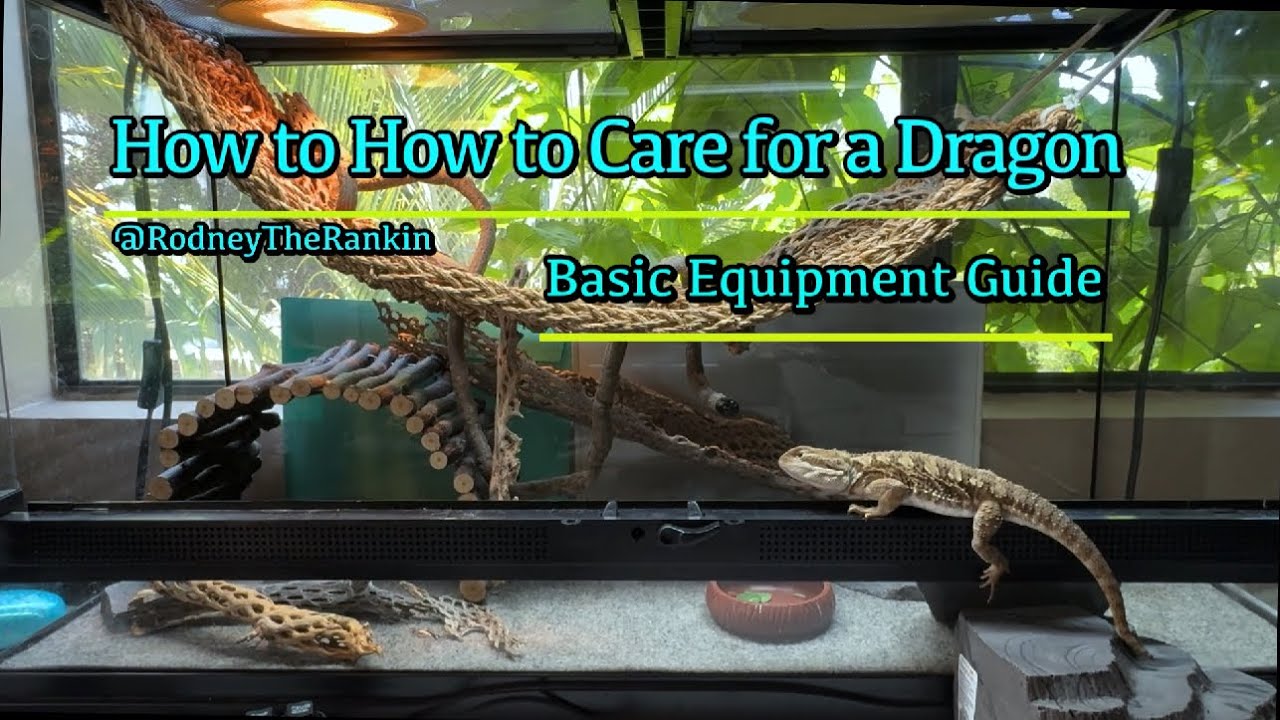 Basic Equipment Needed for Bearded Dragon Setup🦎  (Bearded Dragon Care Guide for Beginners. Ep. 1)