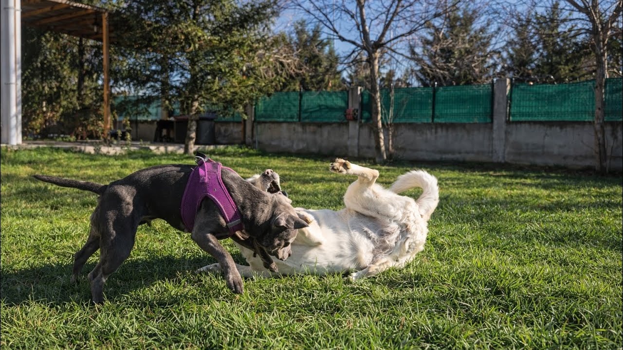 Nova&Hera sisters playing. #dogvideos #staffy #labradorretriever 
