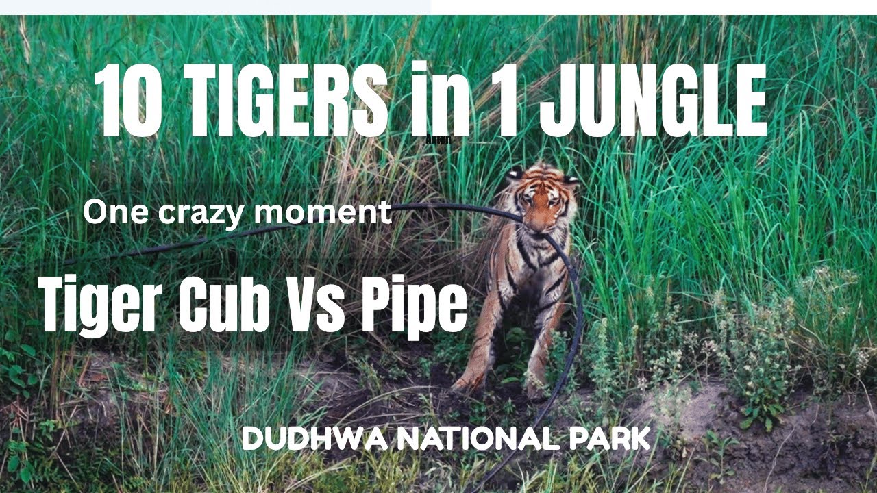 10 Tiger Sightings in Just 11 Safaris! | Dudhwa National Park | open2explore
