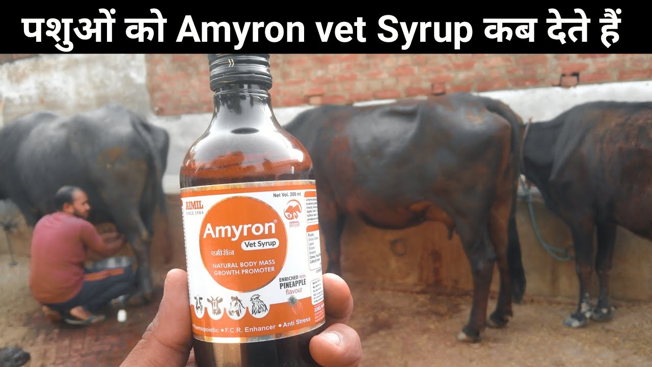 Use Vetenary Amyron vet Syrup || गाय भैंस को Amyron vet Syrup कब देते हैं