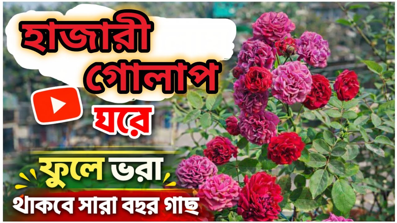 ছাদ বাগানে হাজারী গোলাপ গাছ 🌹 | যত্ন, ফুল ফোটানো ও পরিচর্যা | Rose Gardening Bangla