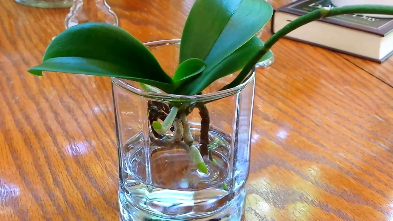 Adjusting your water culture method to keep your orchids happy.