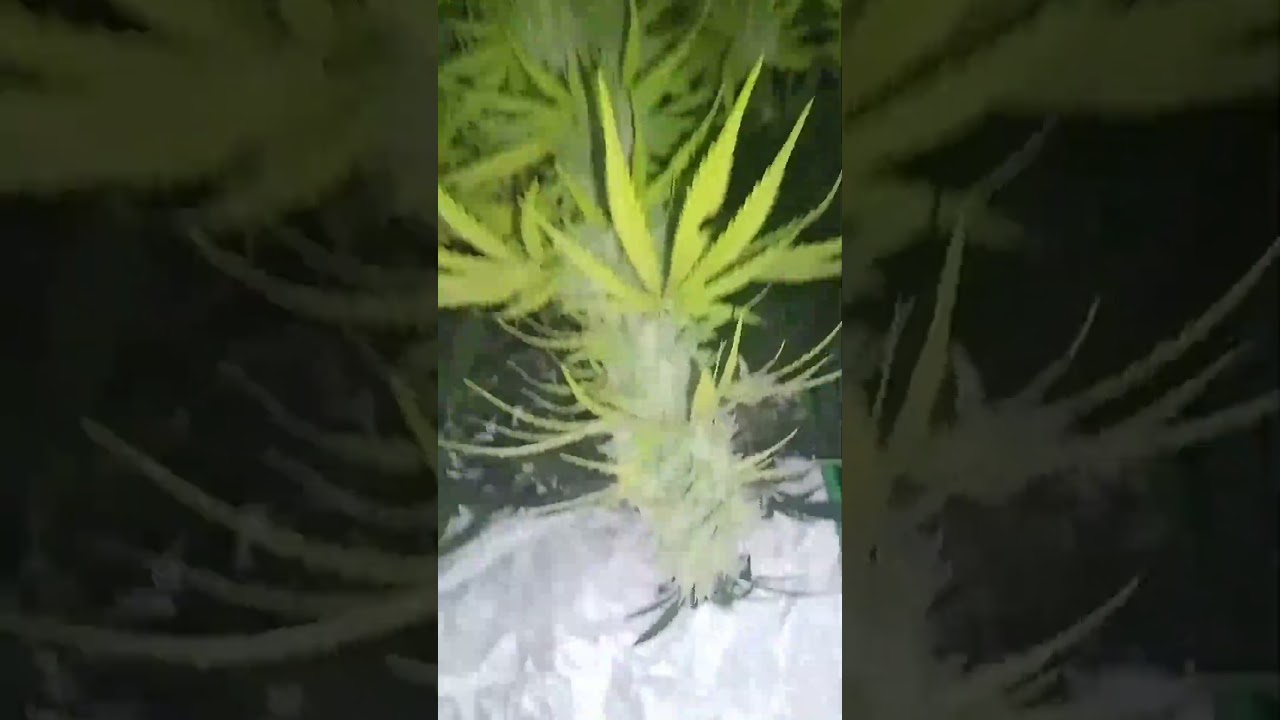 BCN CRITICAL XXL autofloreciente #autofloreciente #cannabiseducation #cultivointerior #resina