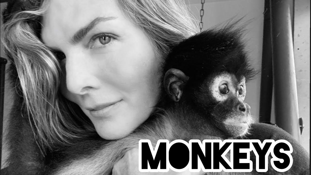¿¿ Cuántos #monkeys ves ?? 👀🐒