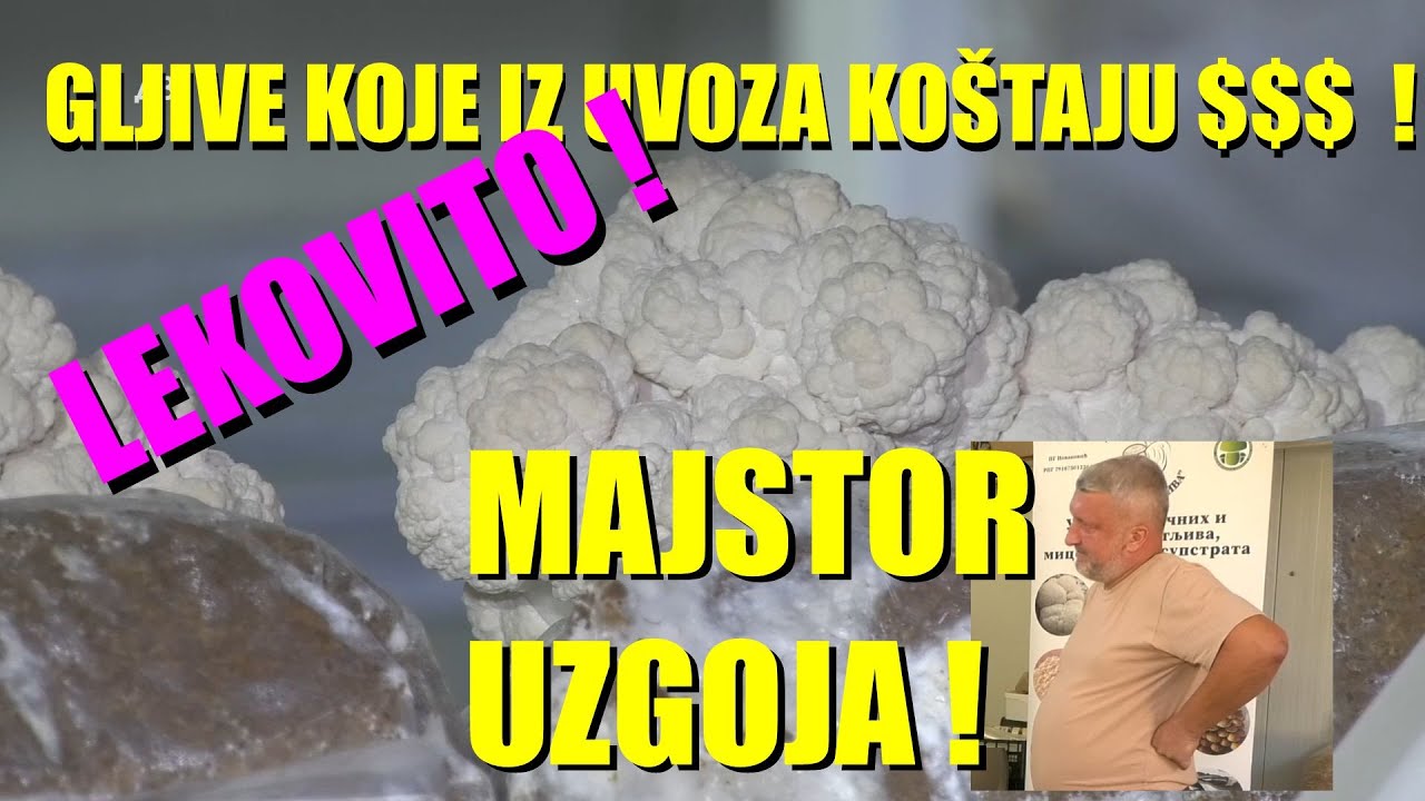 UZGOJ NAJSKUPLJIH i DRAGOCENIH ŠUMSKIH GLJIVA - UZGOJ GANODERMA - LAVLJA GRIVA -LEČENJE BOLESTI