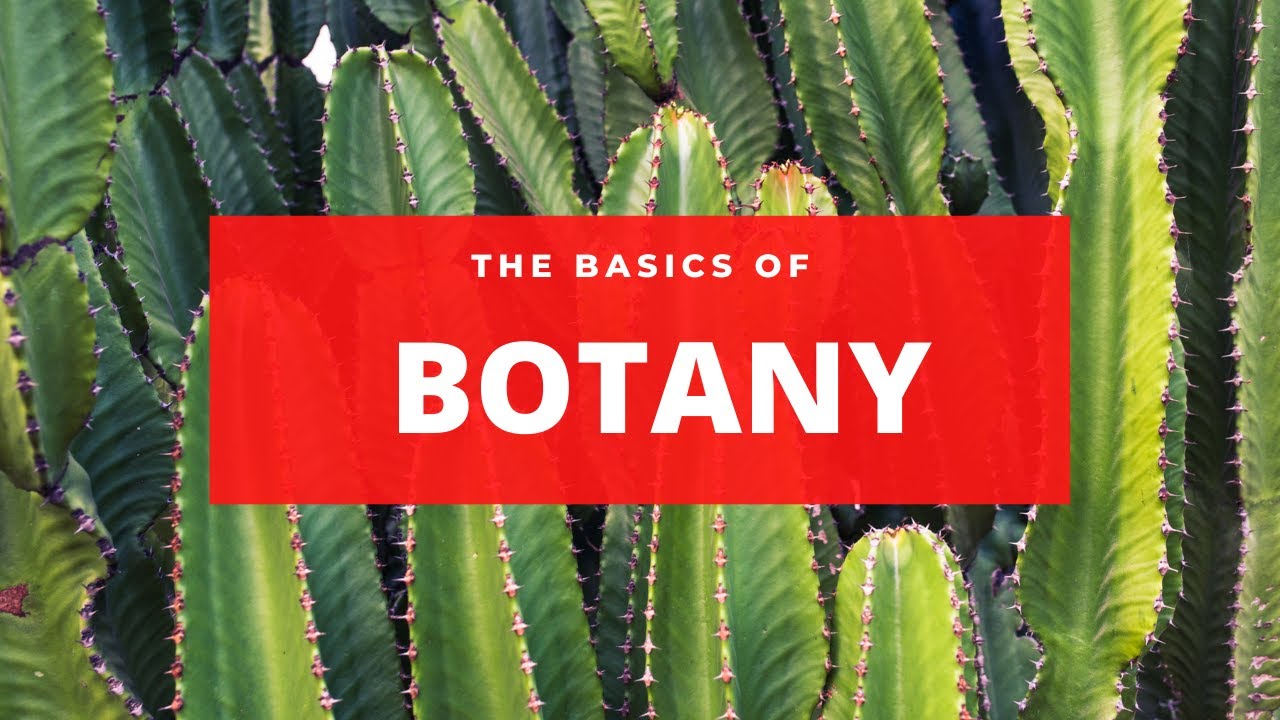 Basic of Boatny.Defination and Branches. #PlantScience#Botany#Plantforlife.