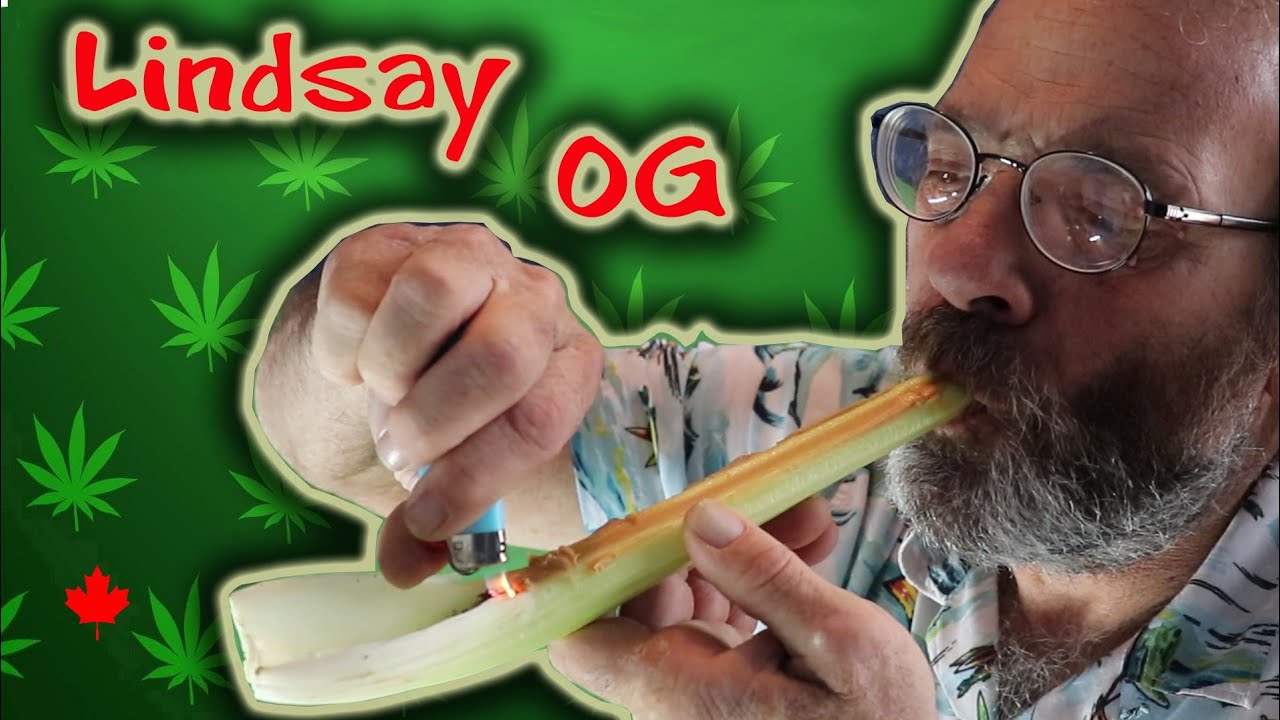 Couch Potato Pot Strain - Lindsay OG!