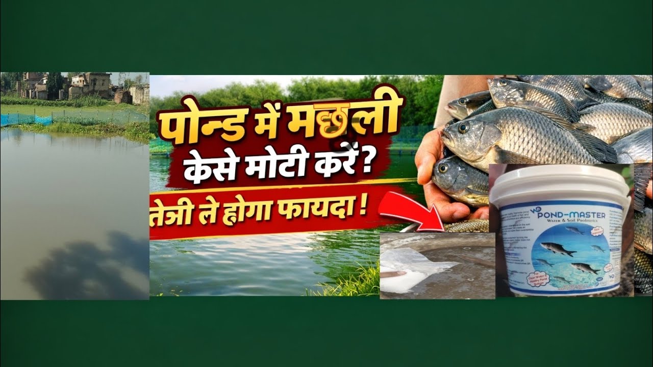 How to Grow Fish Fastly by Phyto &Zooplankton In Pond!! मछलियों को कैसे जल्दी बड़ा करे!!#fishfarming
