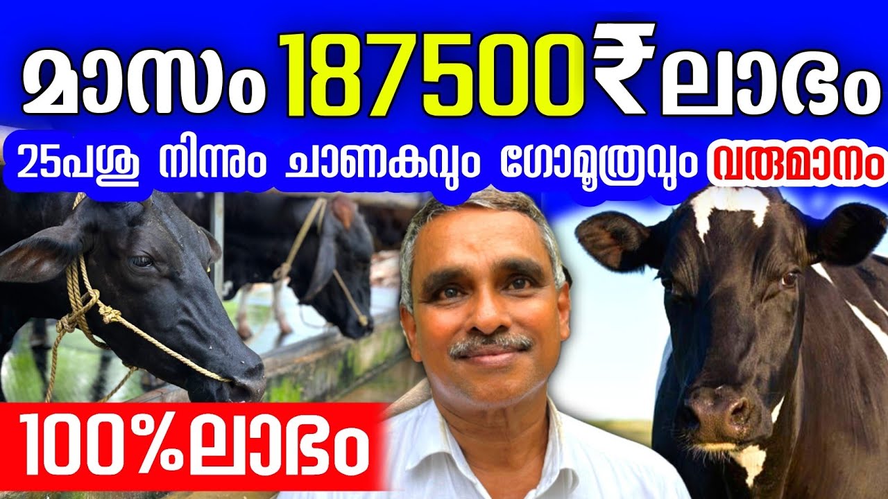 മാസം 187500 രൂപ ലാഭം, അതും വെറും 25 പശുക്കളിൽ നിന്നും, ചാണകവും ഗോമൂത്രവും വരുമാനം തരും |Dairy farm 