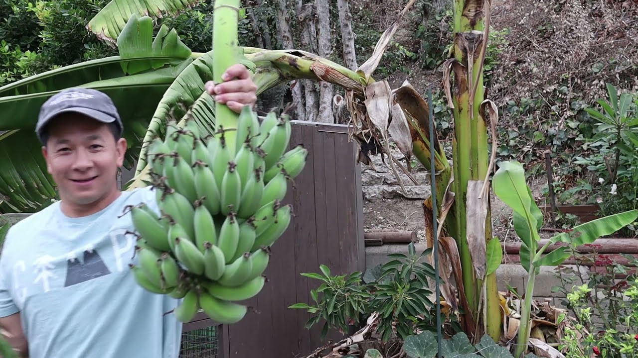 The Taste of Our BLUE JAVA Ice Cream Banana Was Underwhelming