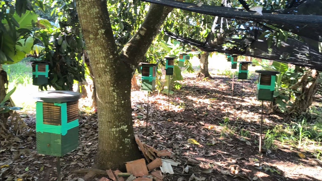 ABELHA JATAÍ / COMO LIBERAR MELGUEIRAS / MANEJO DE PRODUÇÃO /  MELIPONÁRIO VERDE