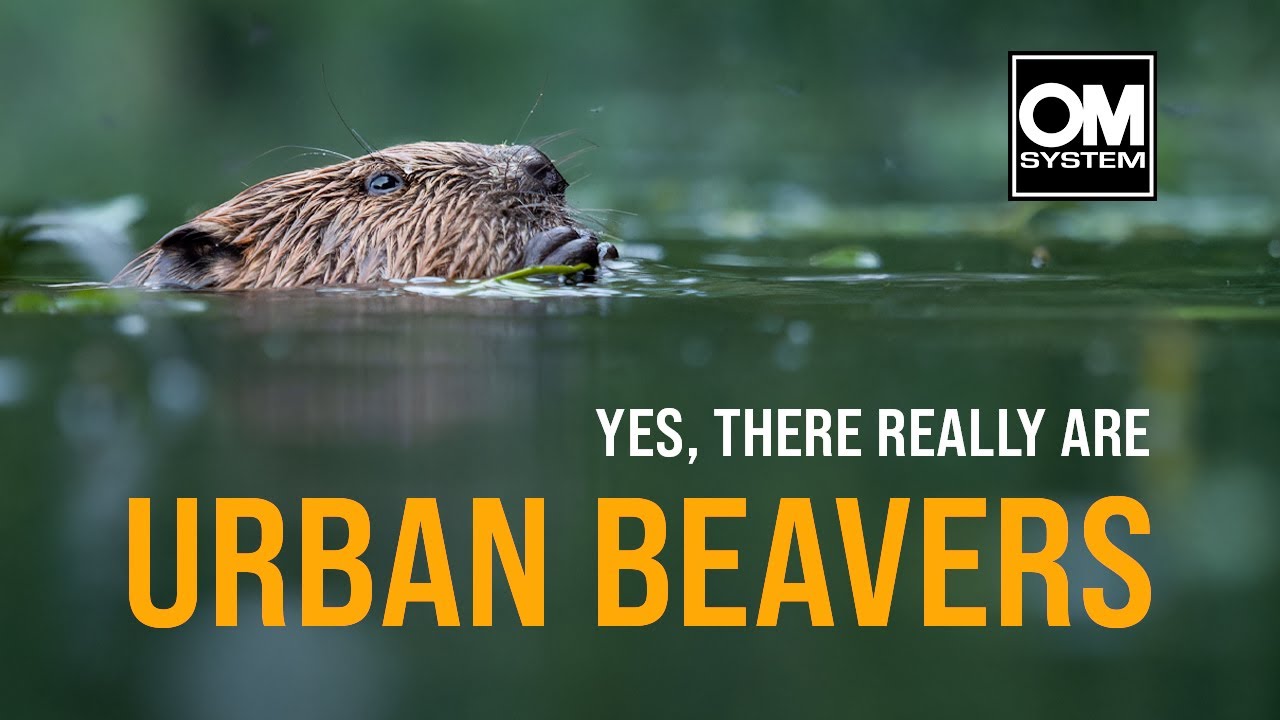 Finding the Beavers of Canterbury