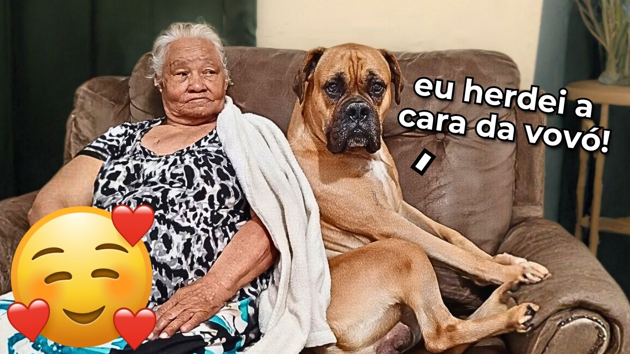 Quando o Cachorro é a Cara do Dono! 😂 ANIMAIS ENGRAÇADOS 2026 - #11