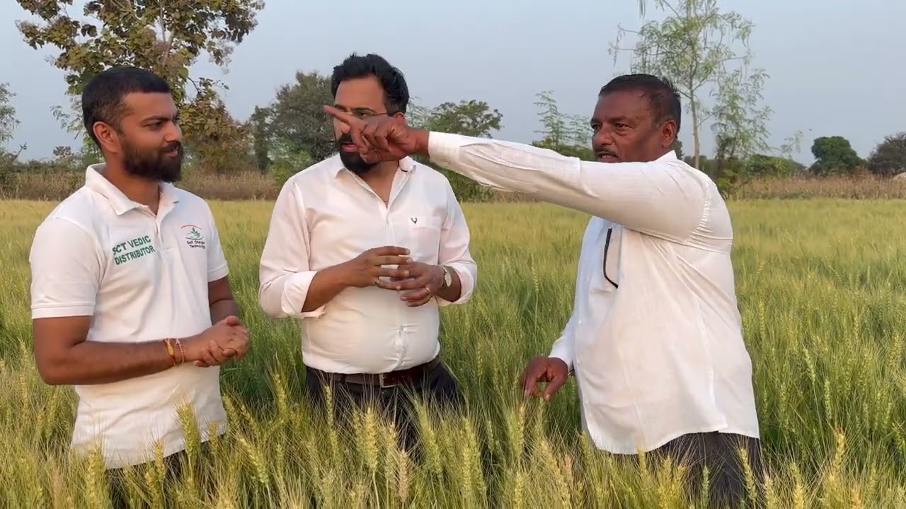 SBI अधिकारी करताय 4 वर्ष सलग वापर,गहू पंचक्रोशीत no1 टोमॅटो शेवग्यात भरघोस उत्पादन ‼️