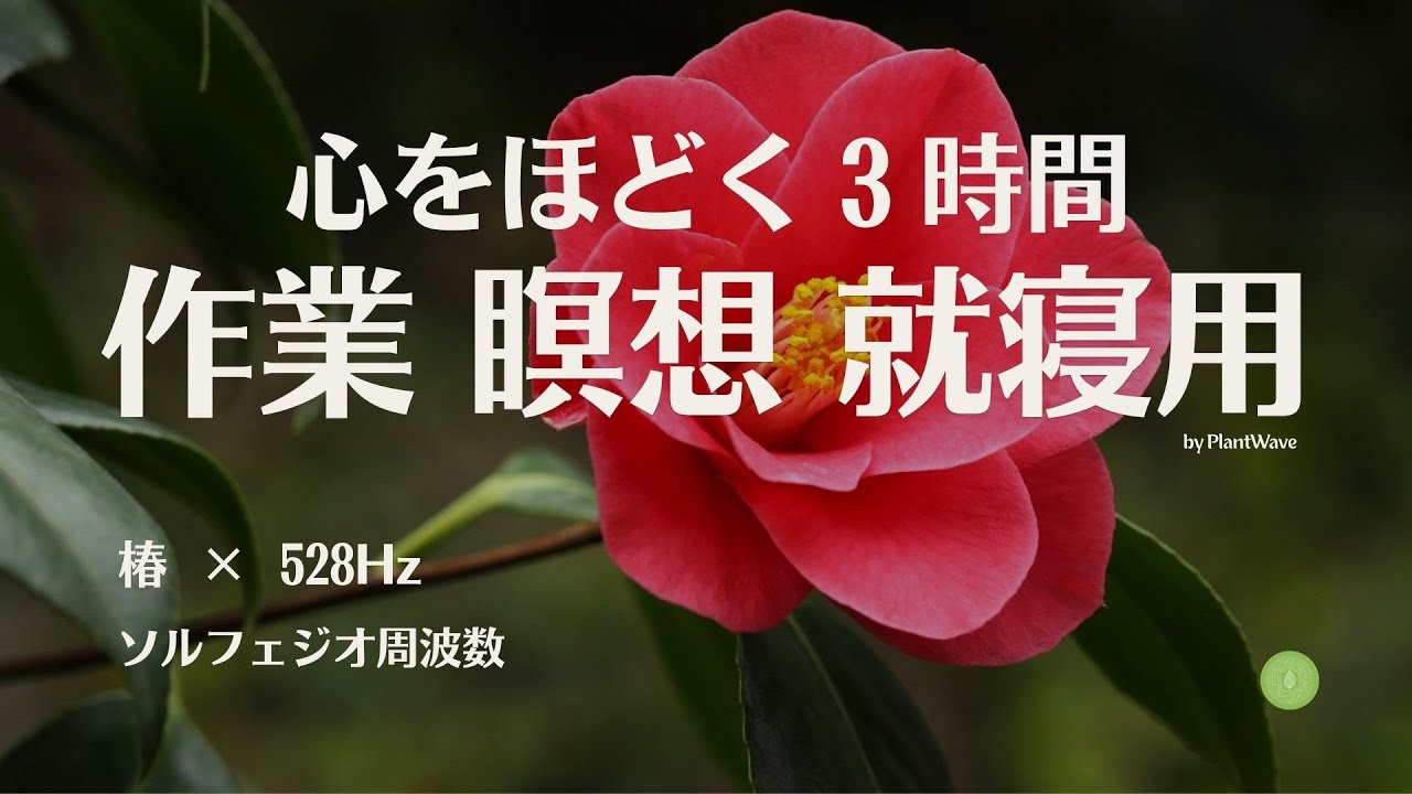 椿 × 528Hz ヒーリングBGM｜Camellia × 528Hz Healing Music for Work, Meditation & Sleep