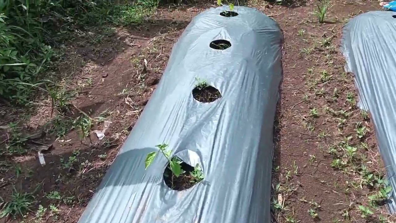 Pemupukan pertama setelah tanam 