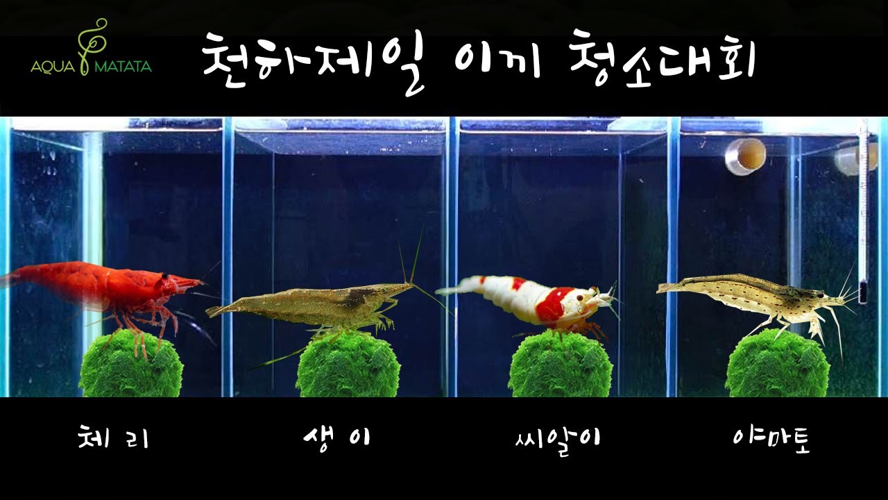이끼 청소 새우 l 어항 이끼 l 어항 청소 l 체리새우 l 야마토