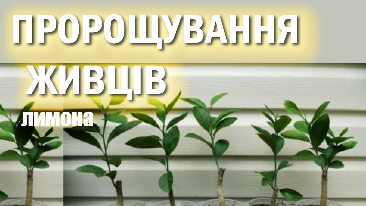 Пророщування живців лимона: Отримуємо 100% результат. 🍋