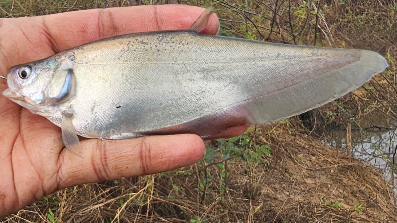 Relaxing Lake Fishing Day 🌿 | Nature Therapy, freshwater fishing video