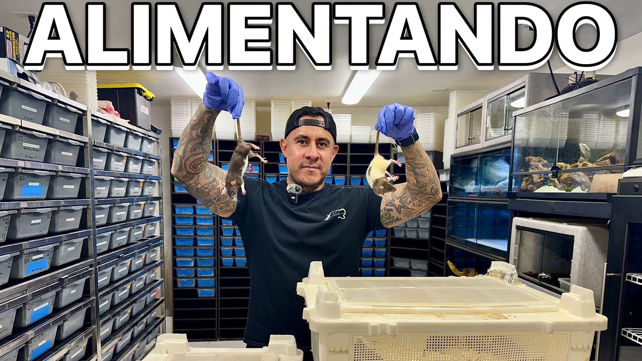 Como Alimentamos Serpientes !