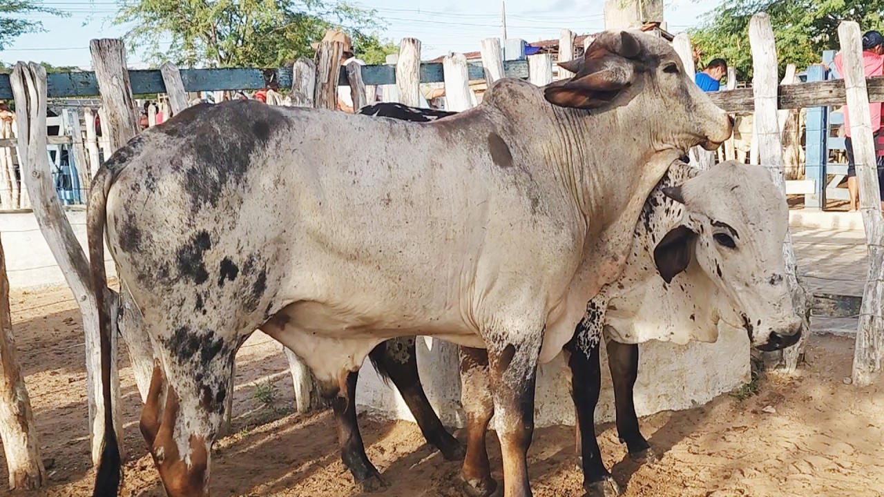 FEIRA DO GADO EM CUPIRA-PE  18-03-2026 #nordeste