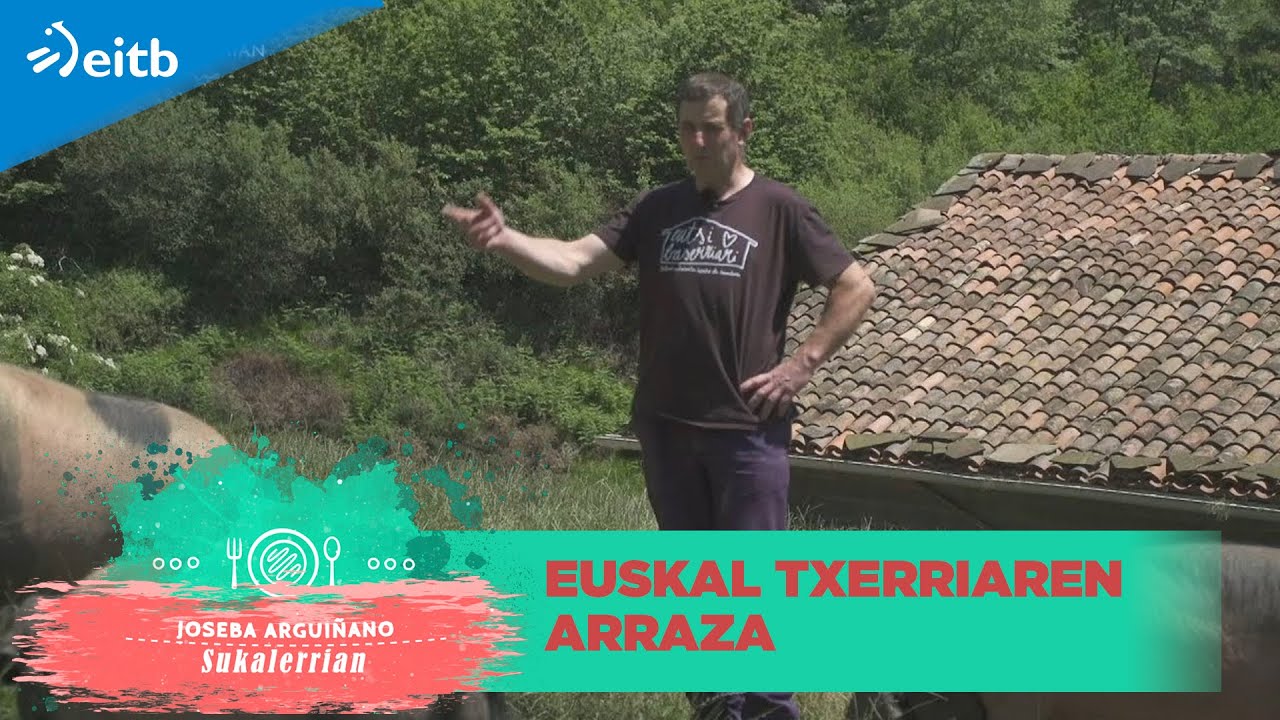 Euskal txerriaren arraza propioa, Baztango bailarako larreetan barrena