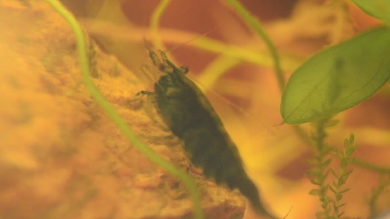 Shrimp Scanner High Focus
