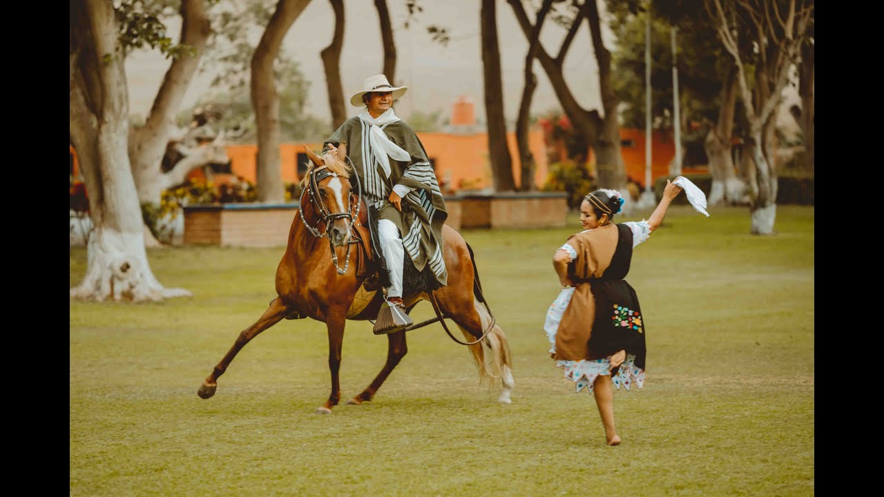 Caballo de paso peruano - Marinera norteña 2021