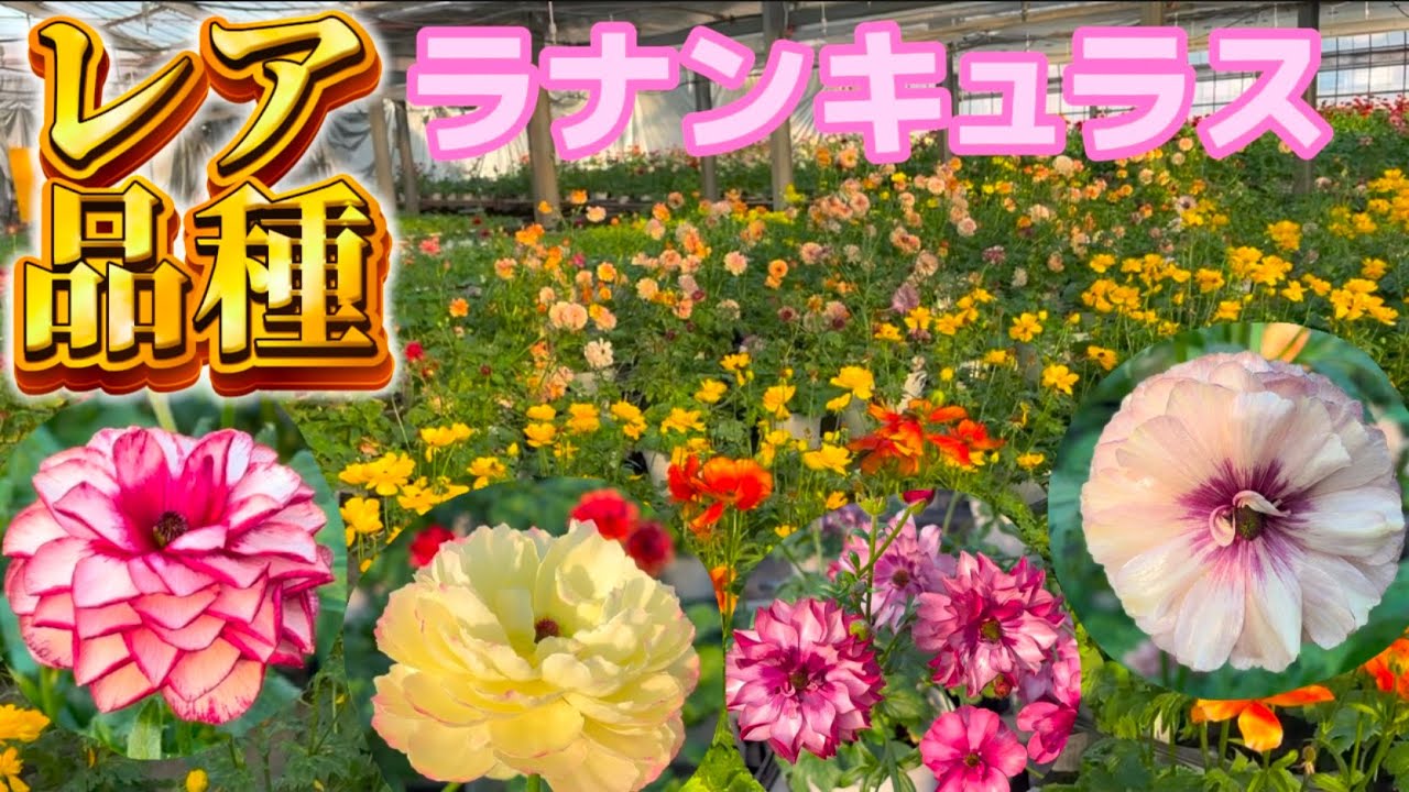 ハウスでチラ見せ！レア品種【ラナンキュラスラックス】【ランドセルシリーズ】【園芸のぶチャンネル】
