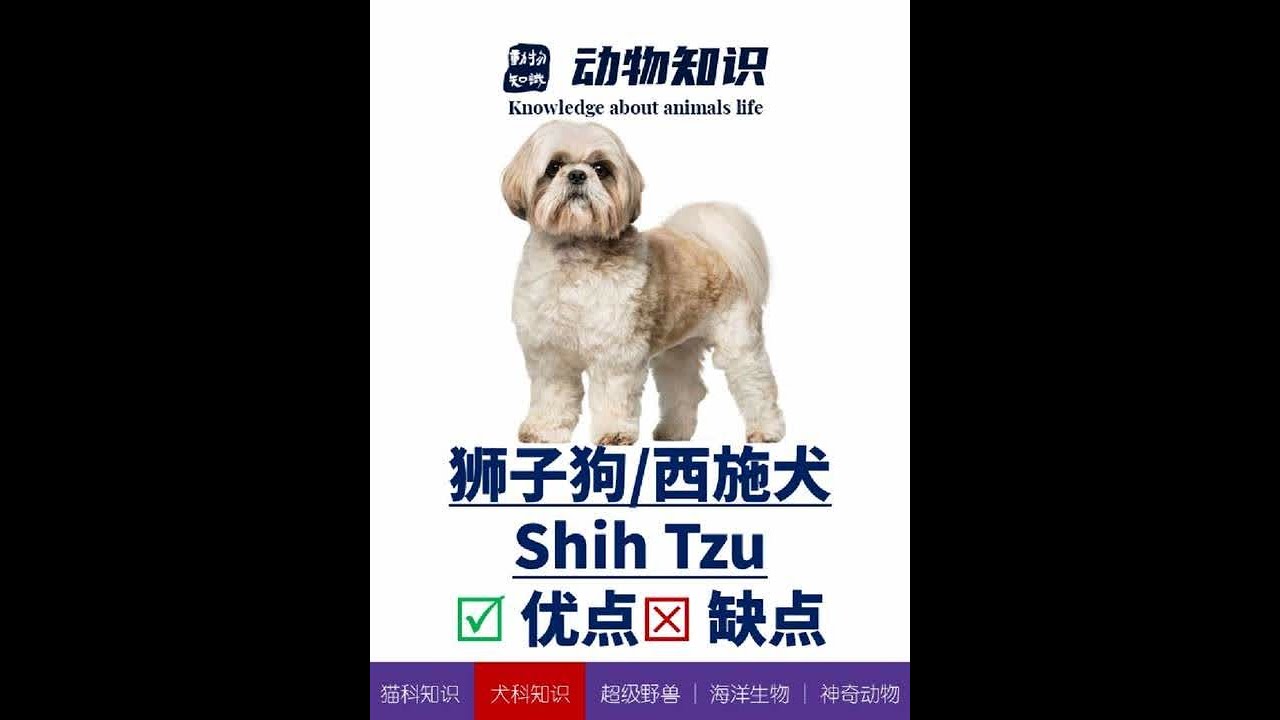 狮子狗：优点&缺点！#创作灵感 #狮子狗 #西施犬 #狗狗 #萌宠出道计划