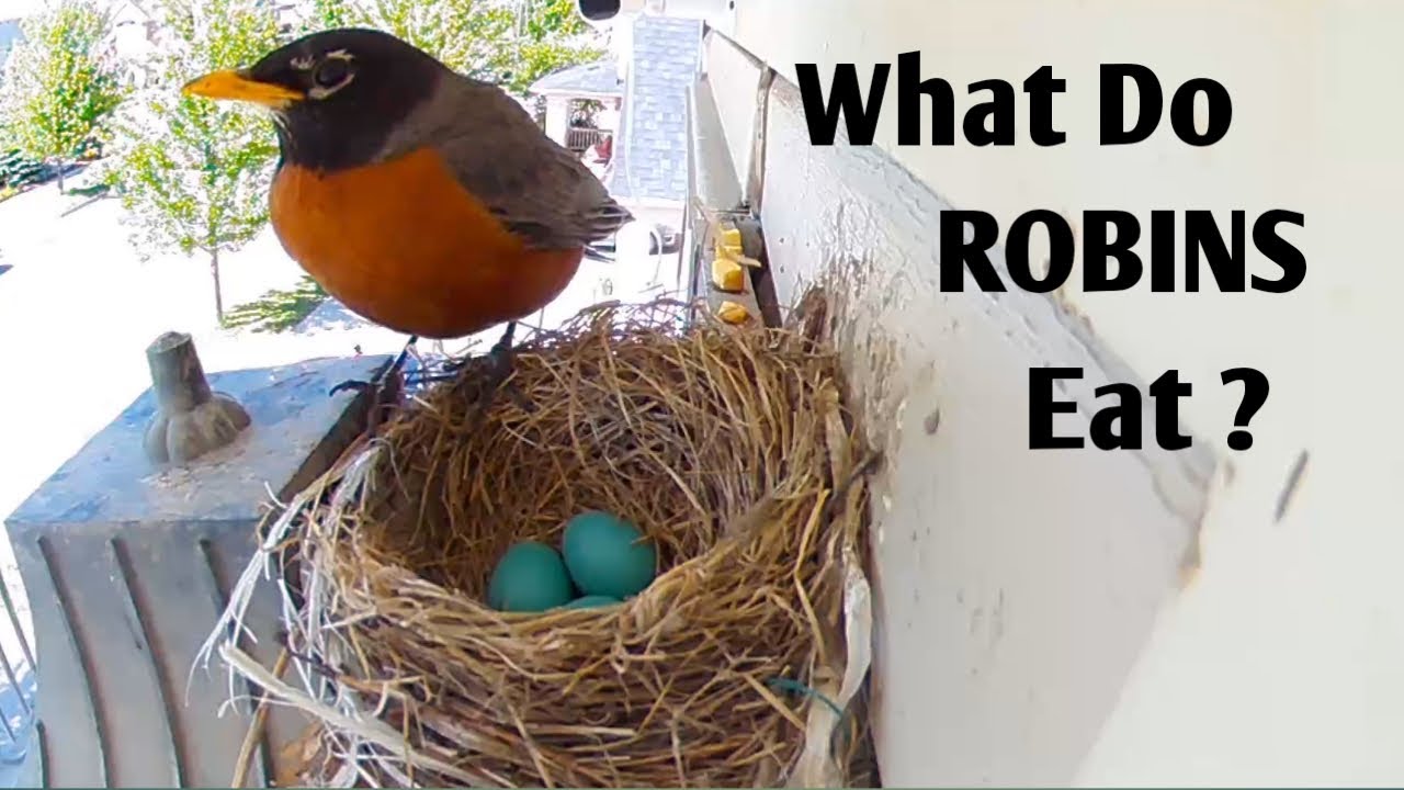 What Do ROBINS Eat?  //  American Robin Bird