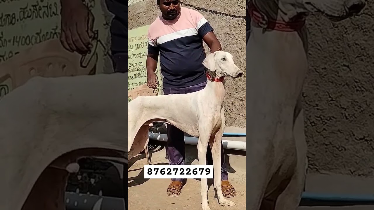 top quality Mudhol hound puppies available location Bagalkot Karnataka transport available