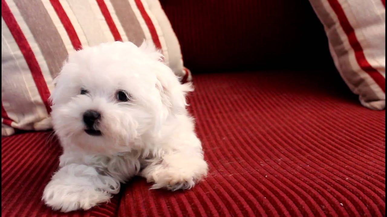11 Week old Fanfare Maltese Puppy