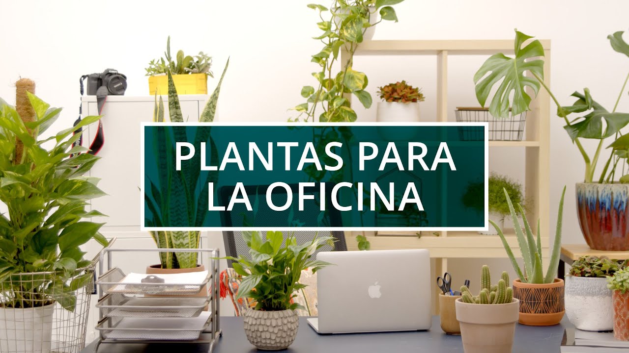👨🏽‍💼👩🏻‍💼 7 plantas para la oficina y consejos para sus cuidados